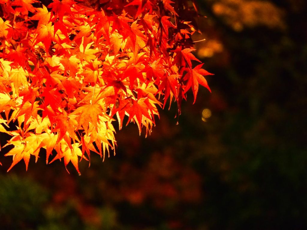 SAIJOJI Premium Night of Red Autumn Leaves Led by TENGU